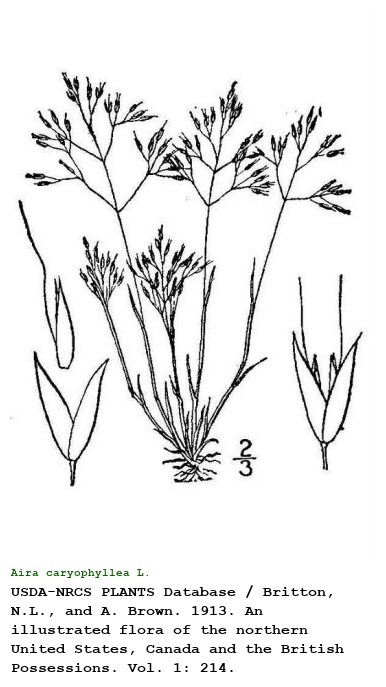 Aira caryophyllea L.